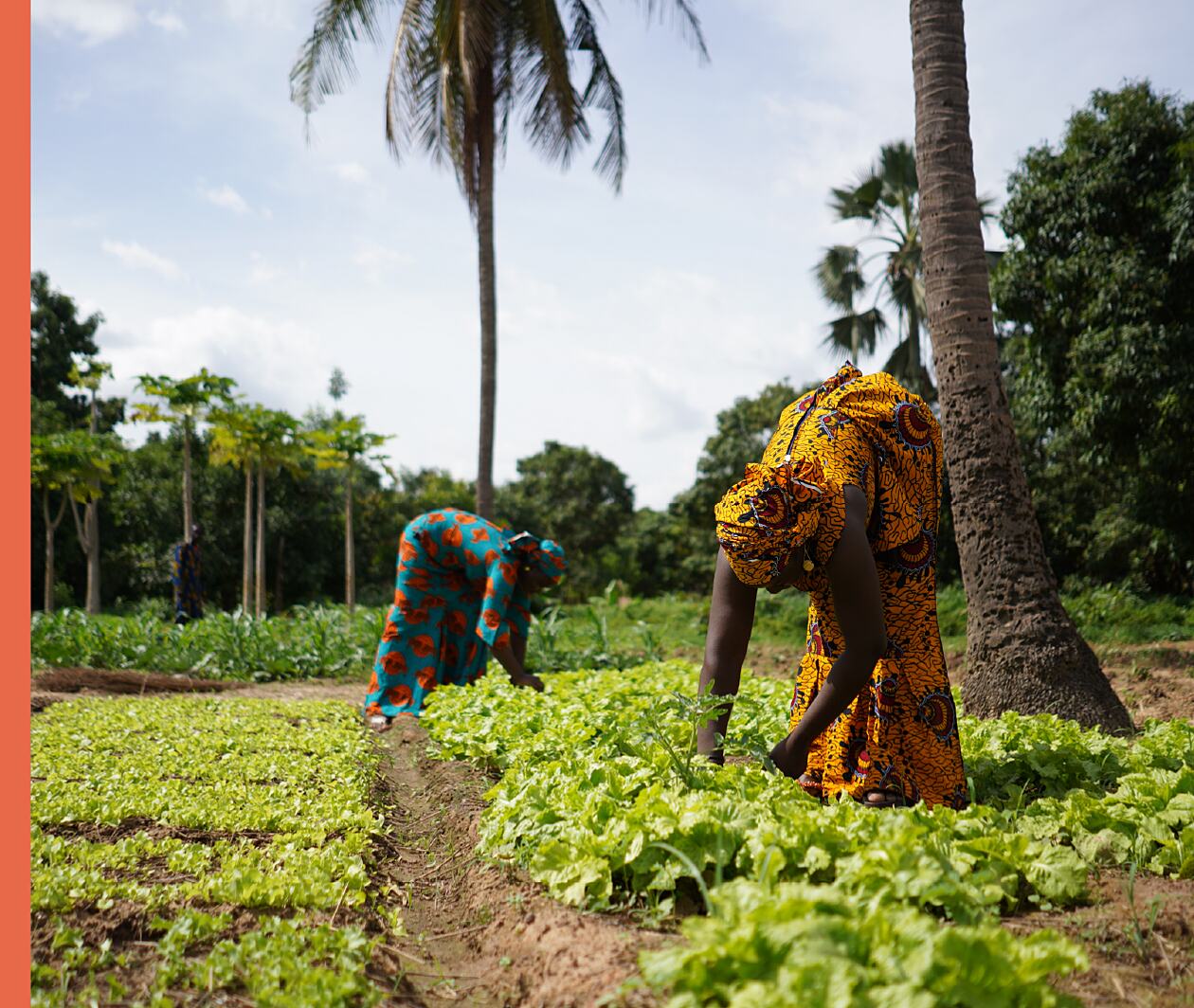 Farmers in Africa creating sustainable food sources 