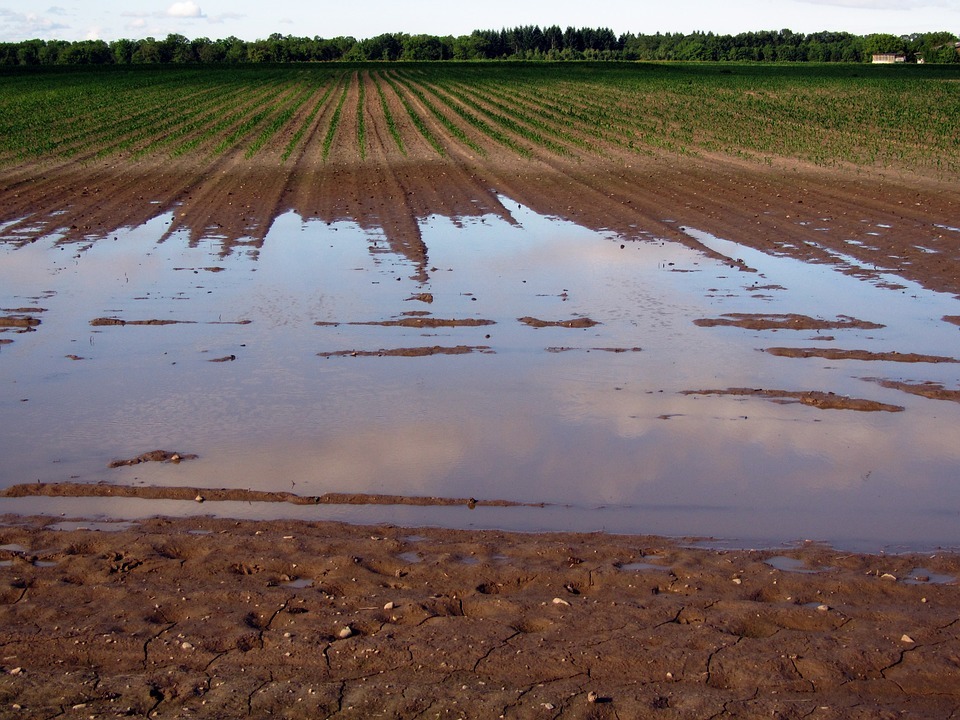 Furrowed field of saplings but there is a large section which is flooded