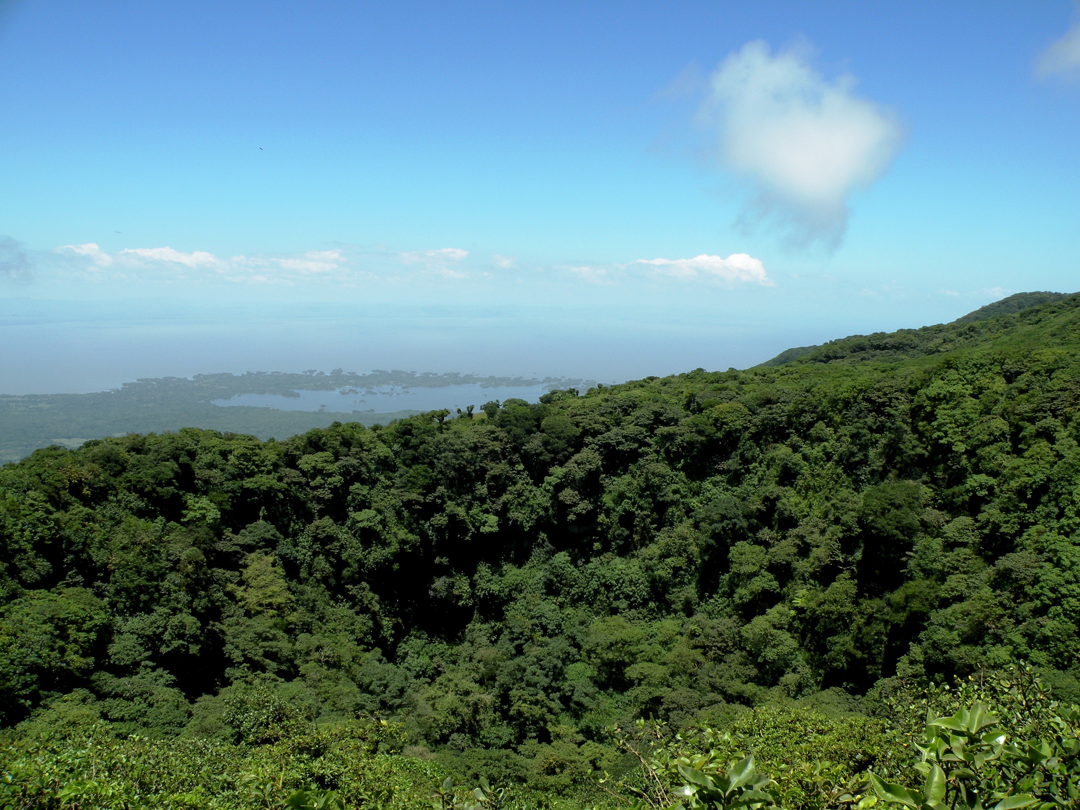 A photo taken high above a rainforest showing the tops of trees