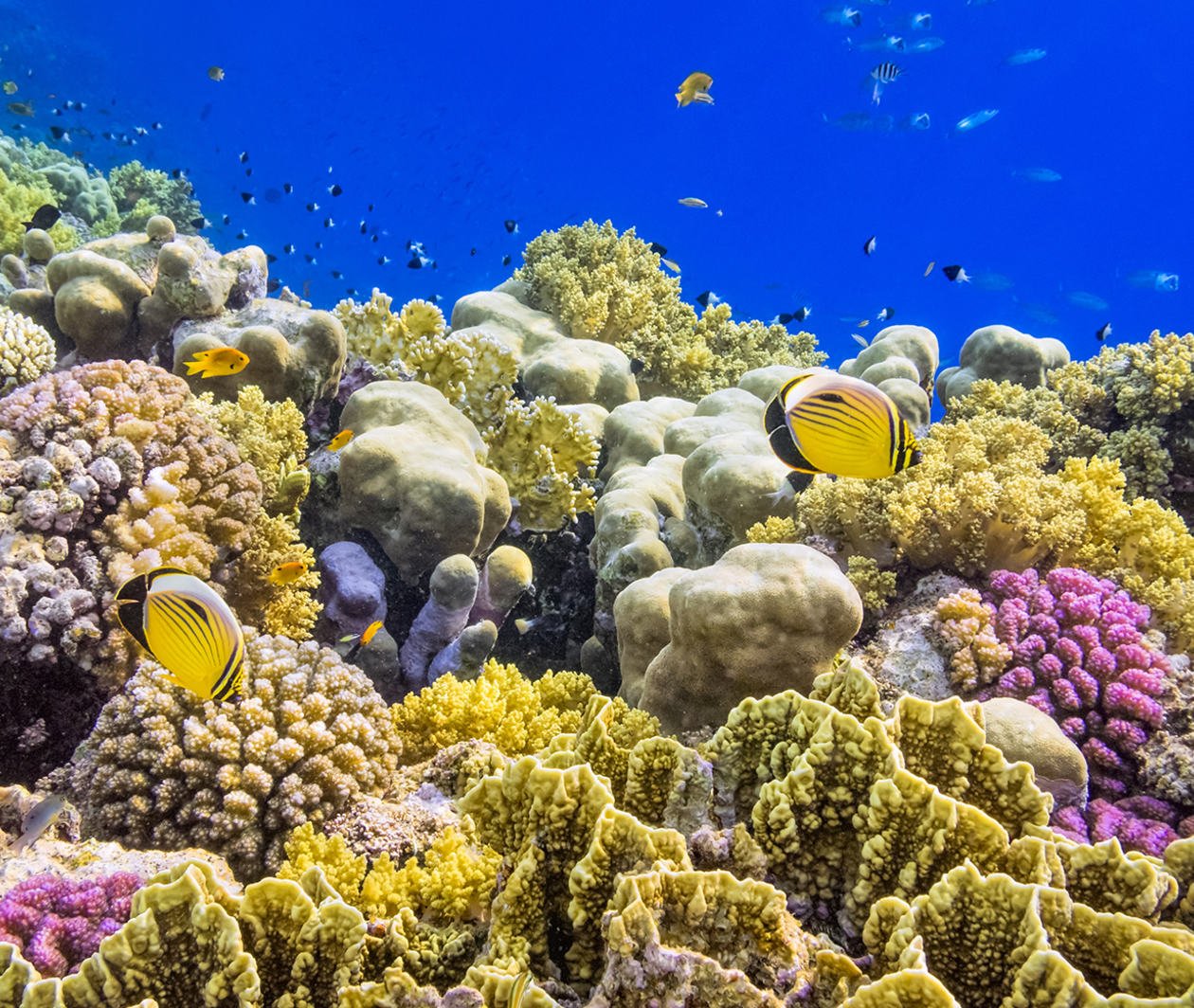 Colorful Coral Reef on Red Sea nearby Marsa Alam