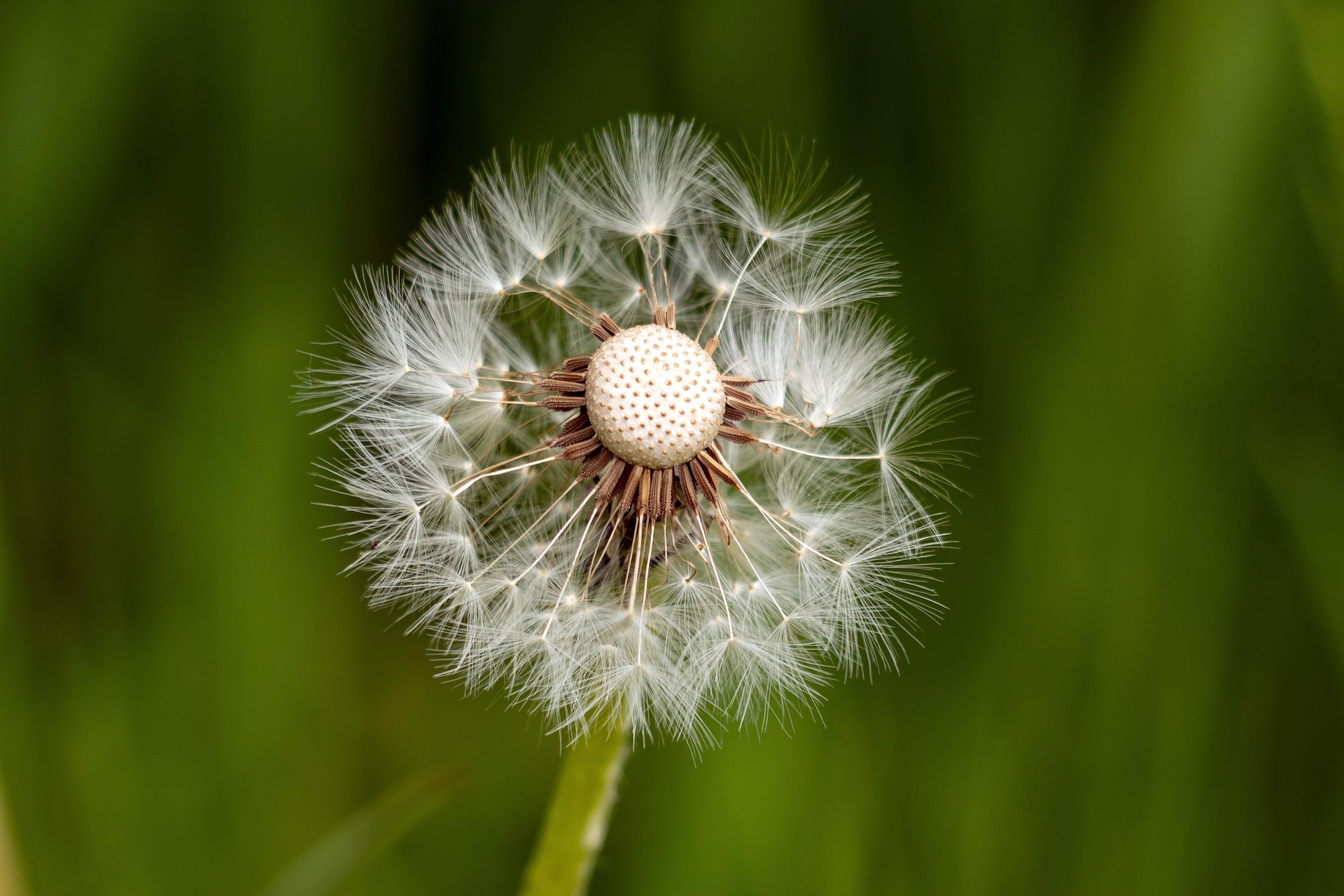Dandelions are often seen as a symbol for pregnancy loss. A dandelion in seed.