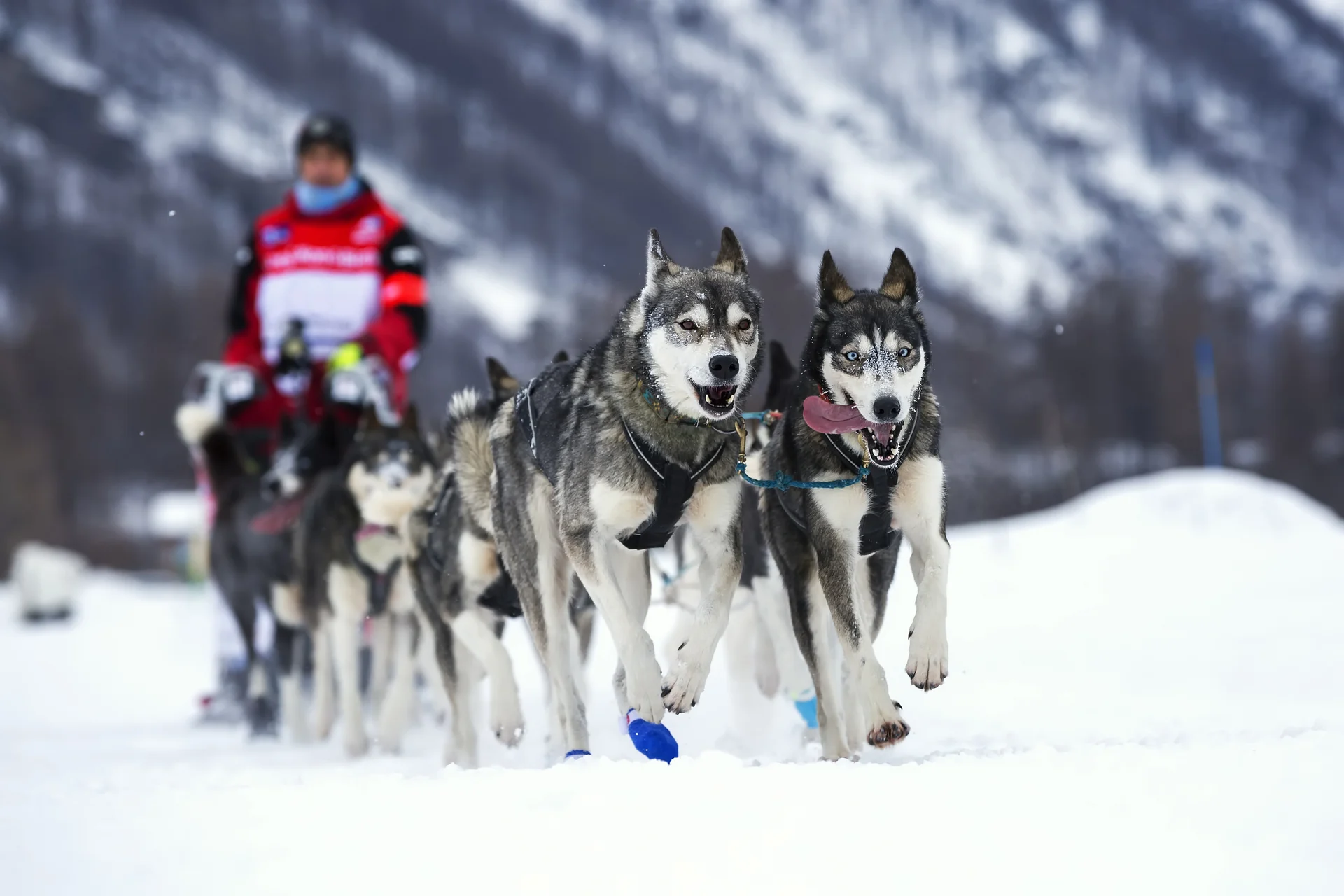 Фон гонка на собаках. Sledge Dog Team Wrapped around. Скорость снежок