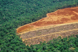 Open cut mine in a forest.