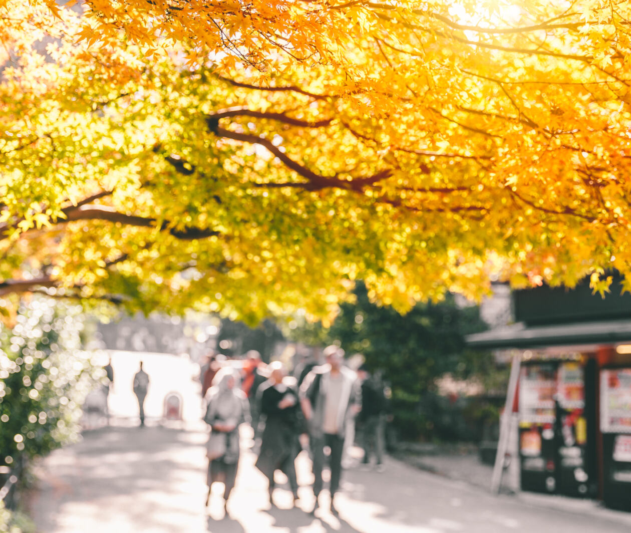 People walking in a park, with bright sunshine coming through the autumnal leaves of an overhanging tree.