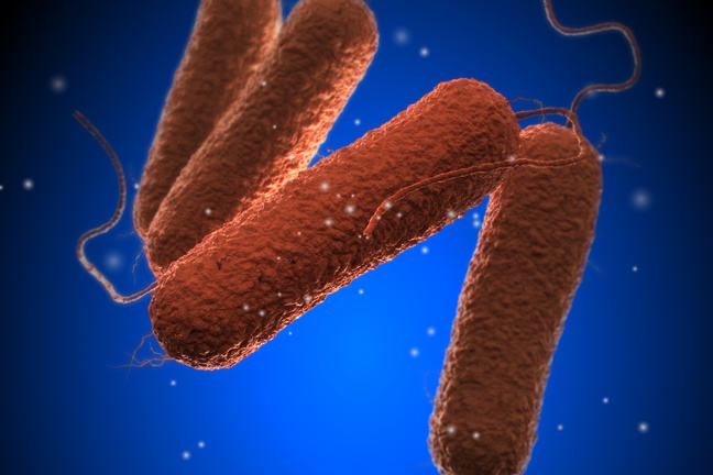 Salmonella