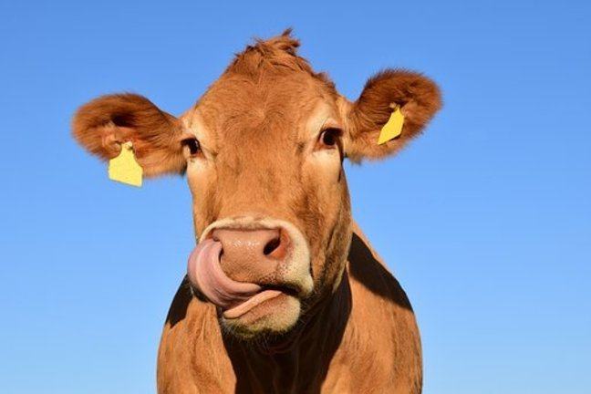 A brown cow licking it's nose
