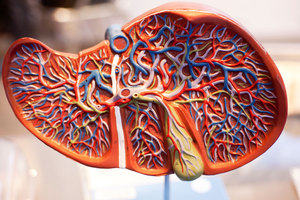 Illustration of the liver inside the body
