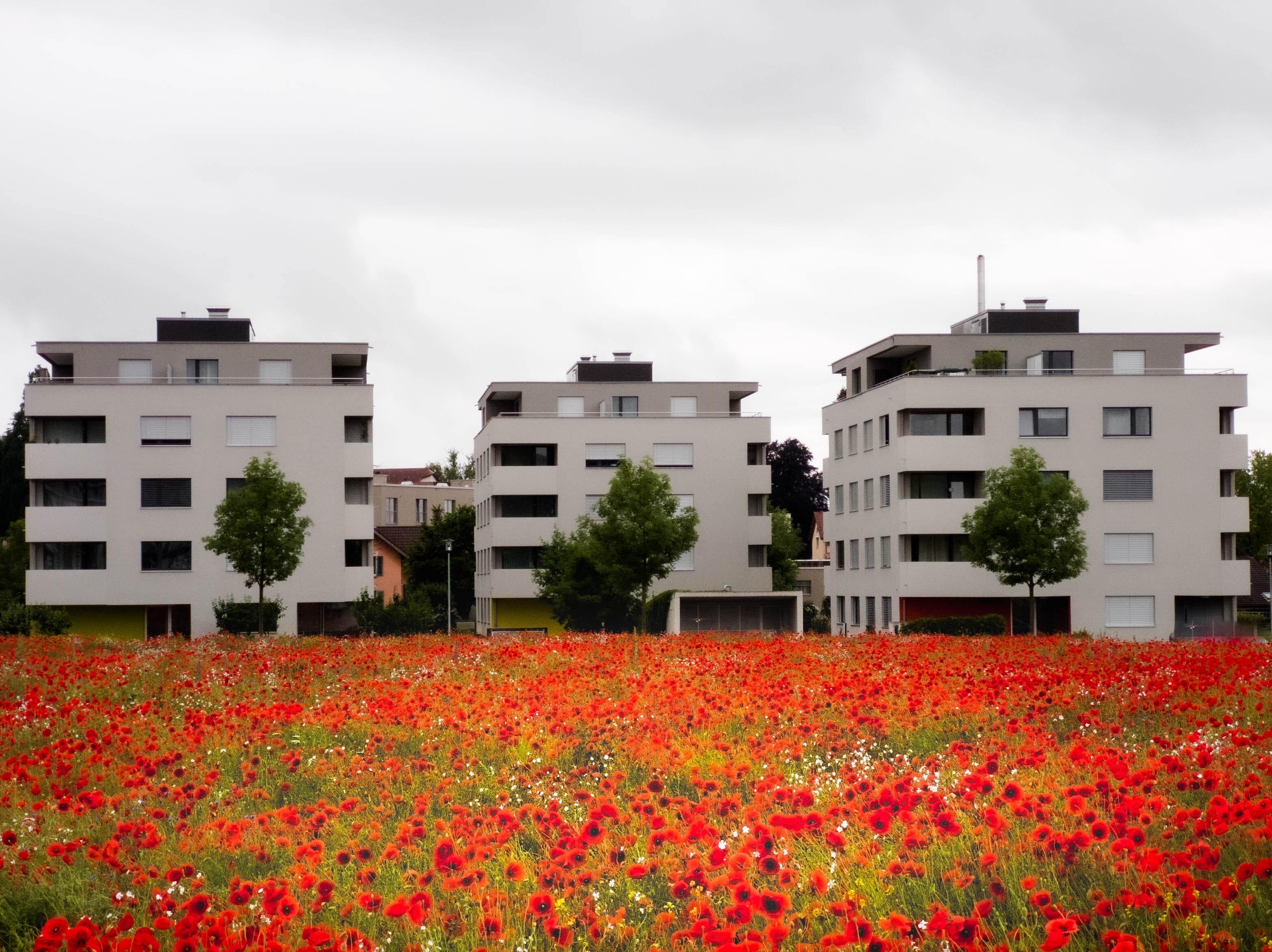 Poppy fields in urban area