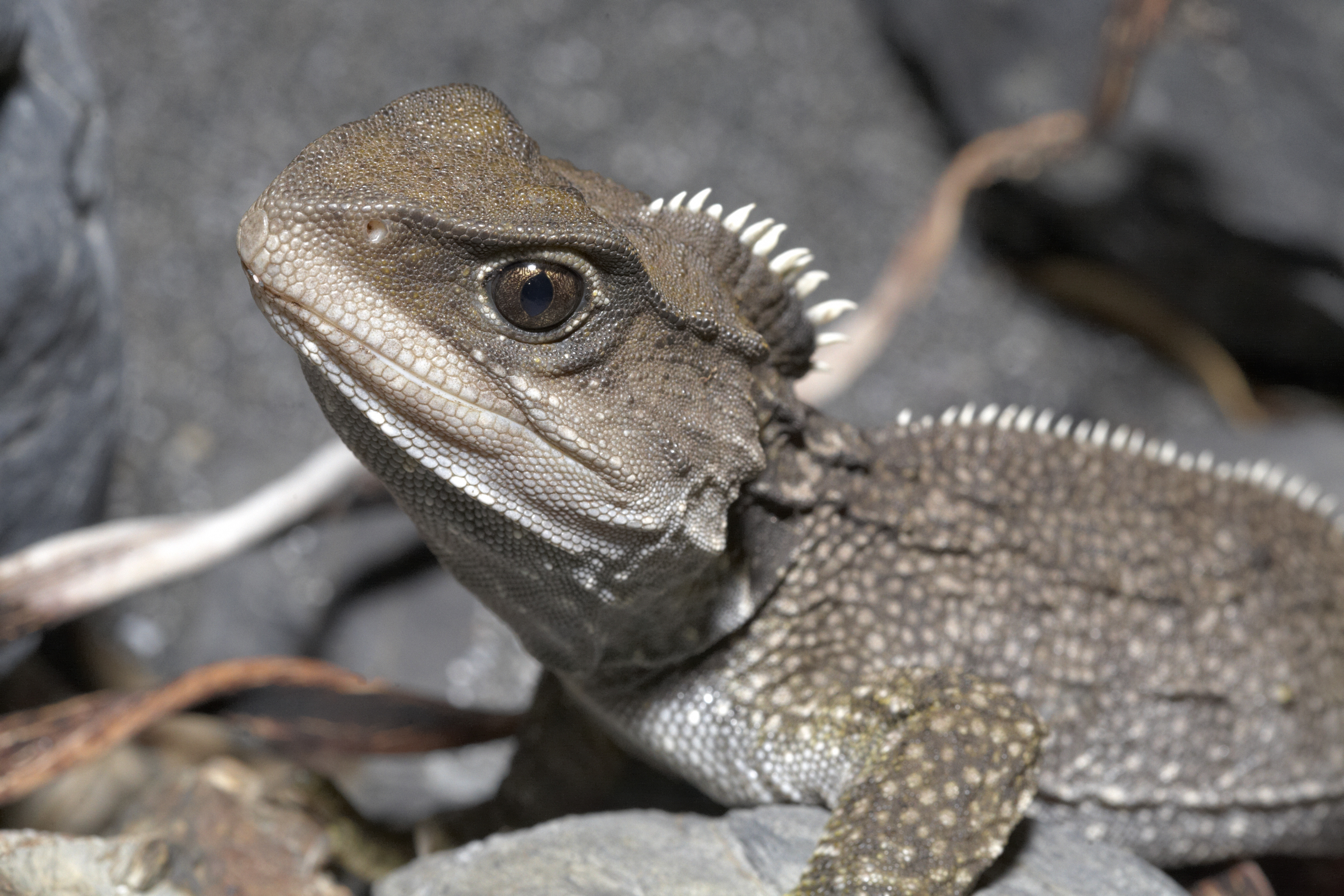 Close up photo of a Tuatara sitting on a rock