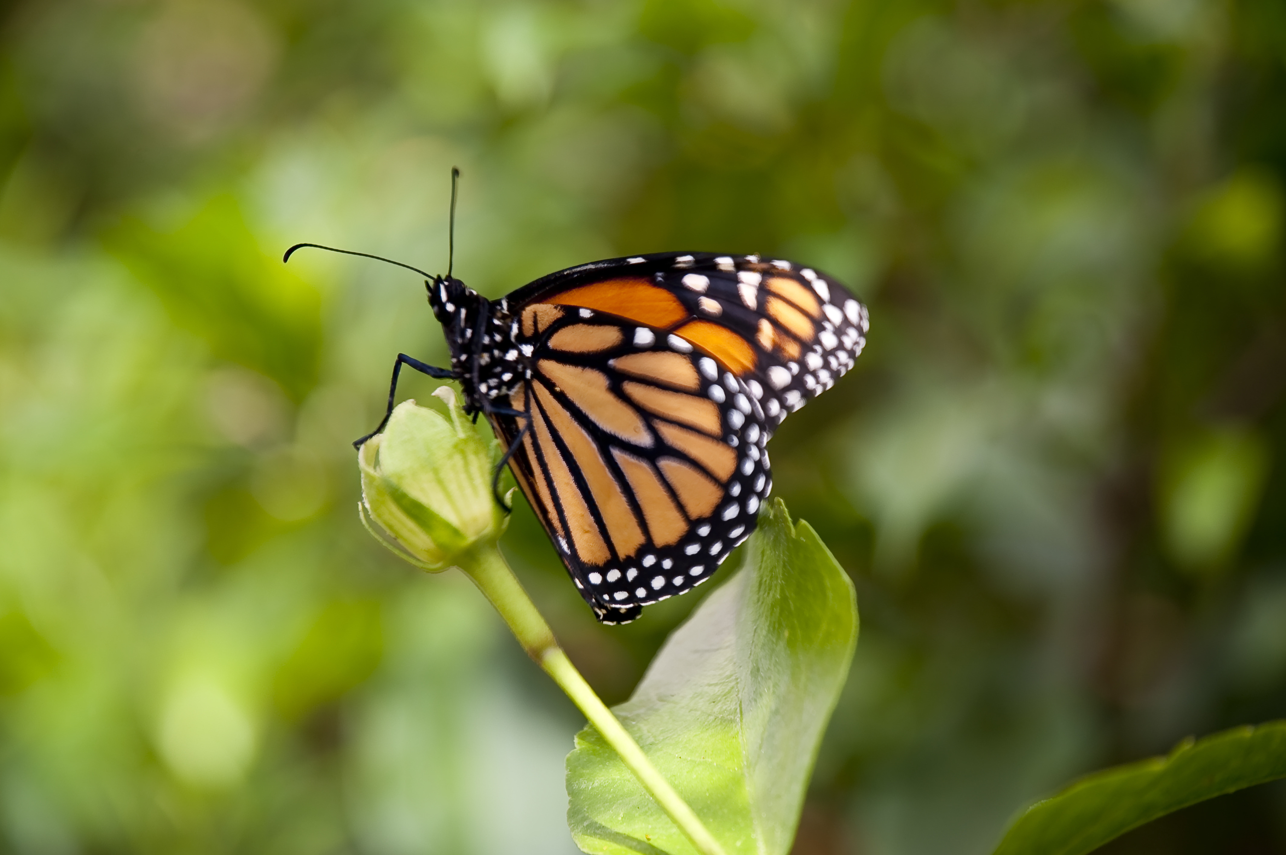 Butterfly resting on a flower