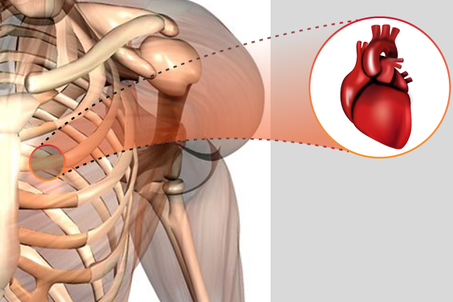 Image of heart