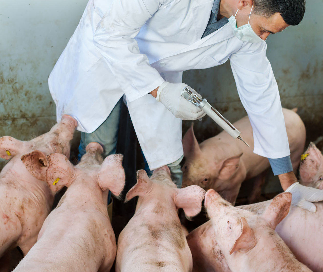 A vet injecting pigs