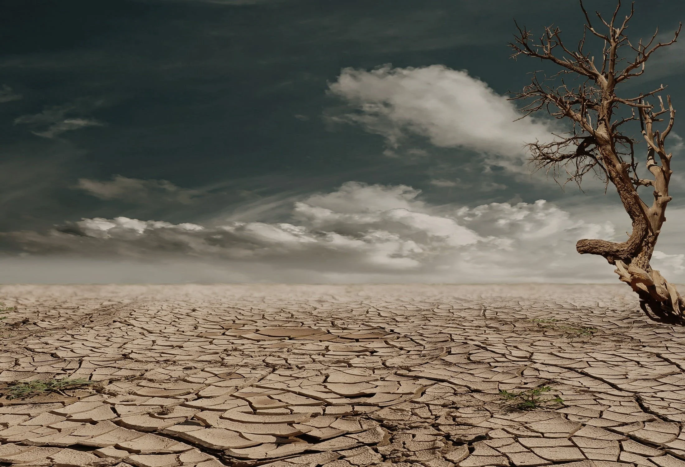 Bare brown tree on cracked dehydrated ground and clouds in the sky