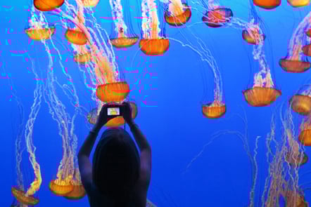 Young girl taking a picture of jellyfish