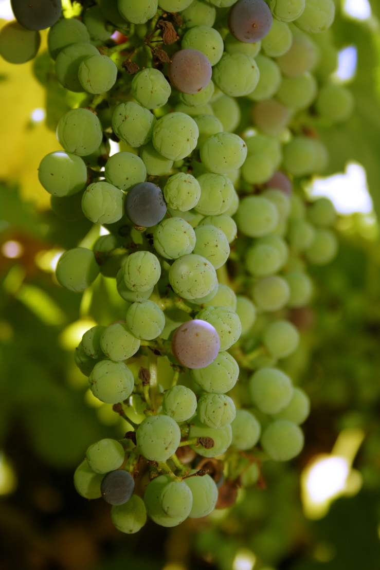 A close photo of green grapes hanging on a vine.