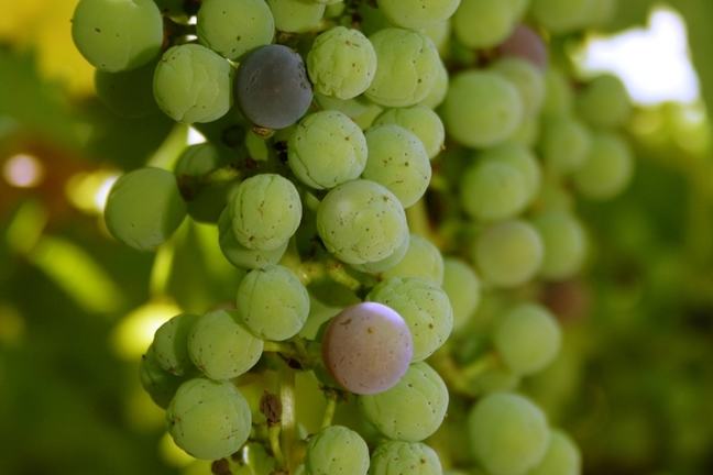 A close photo of green grapes hanging on a vine.