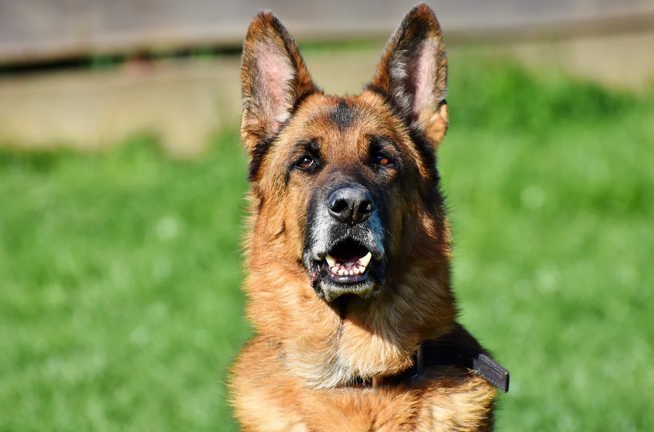 A shepherd dog outside looking at the camera.