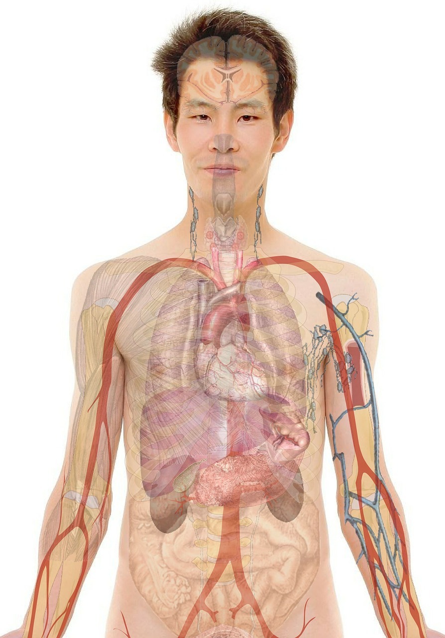 Anatomy of the human body