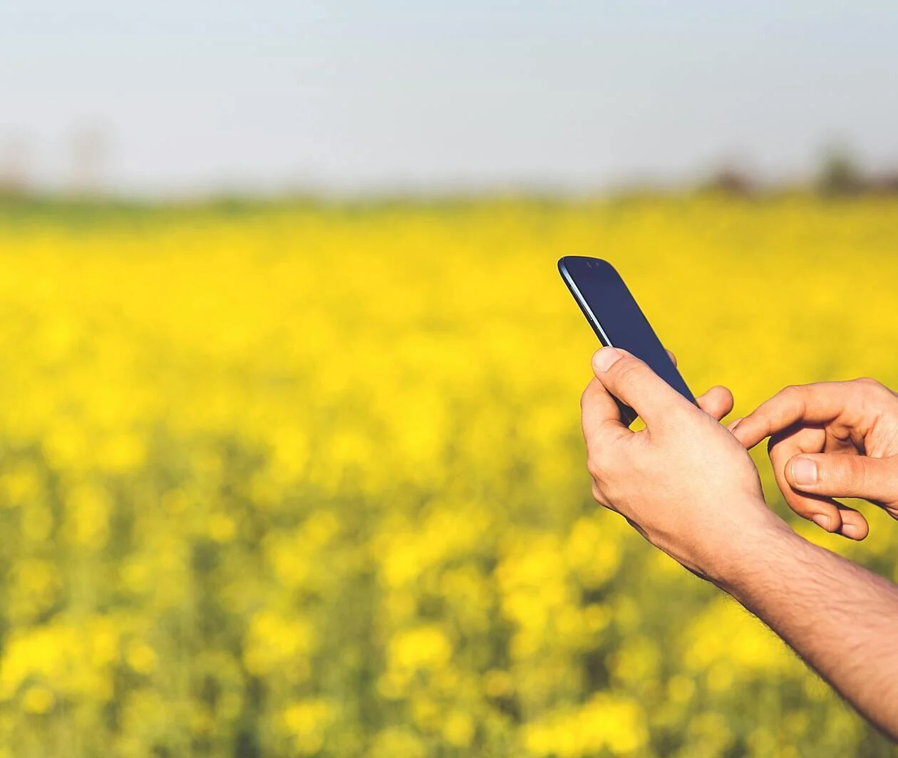 phone in front of canola plants