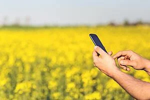 phone in front of canola plants