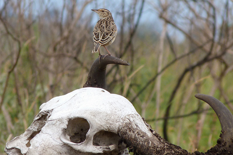 Bird perched on skull