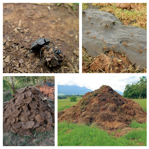 Collage of four images of different types of 'animal dung'