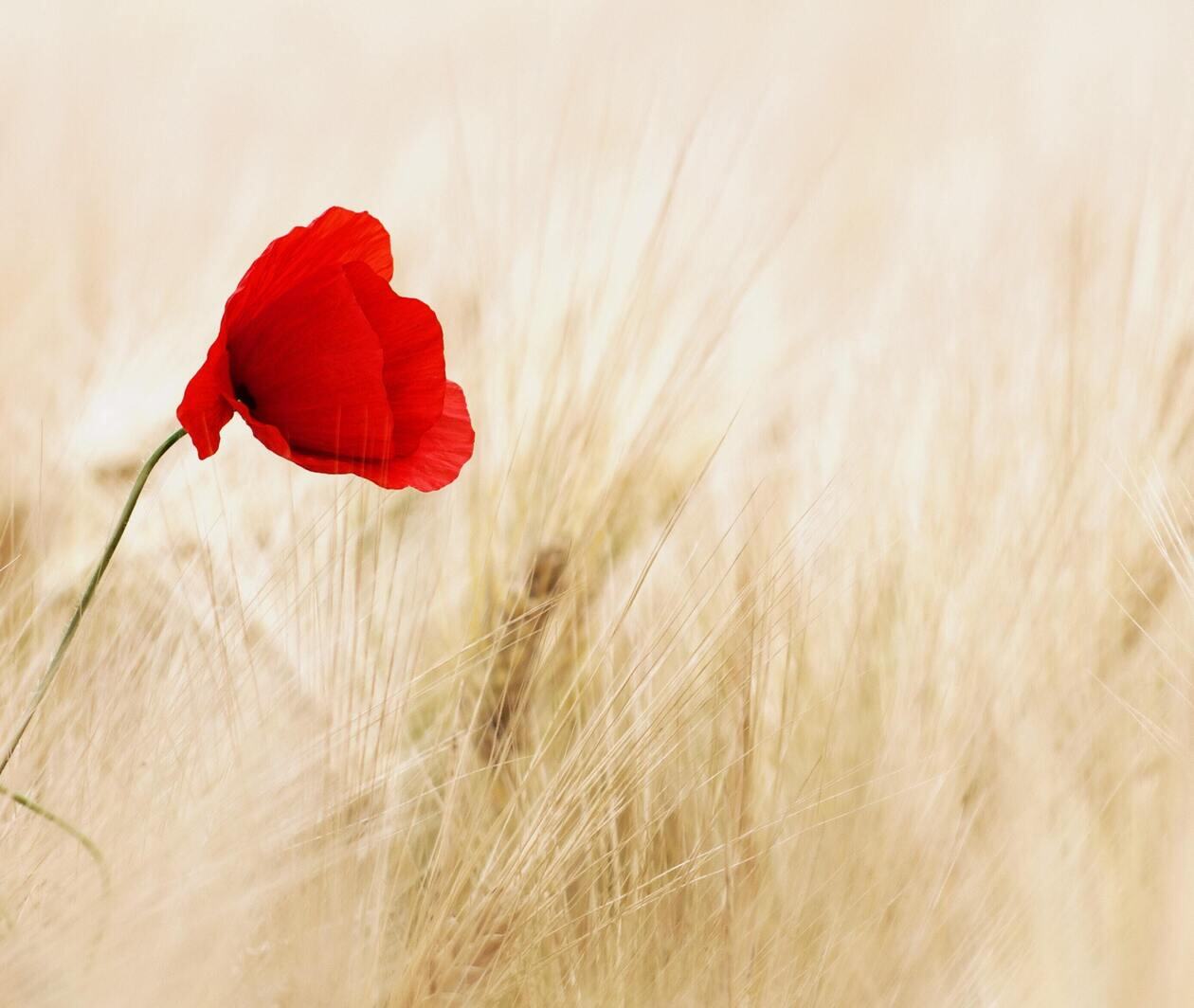 Image of a red poppy in a field of corn.