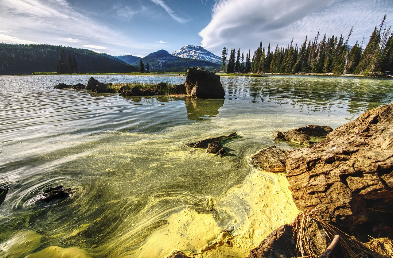 An example of an algae outbreak in an aqautic environment