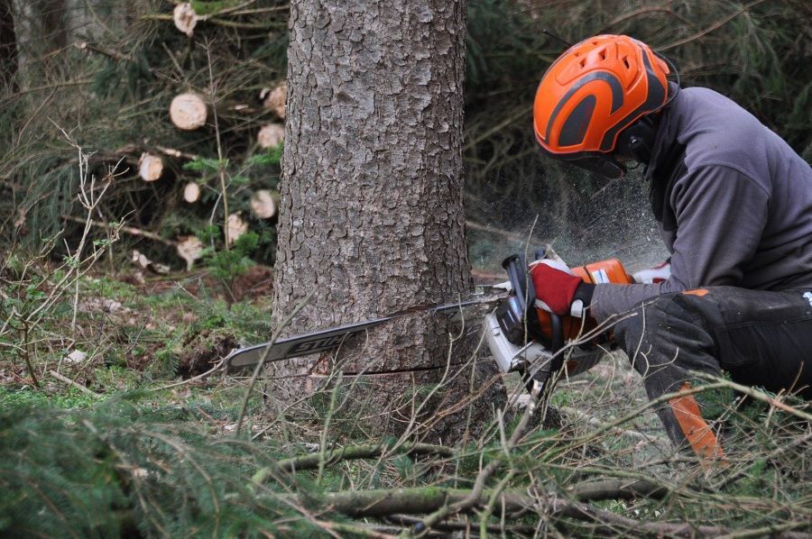 A person working in forestry uses a chainsaw to cut down a tree