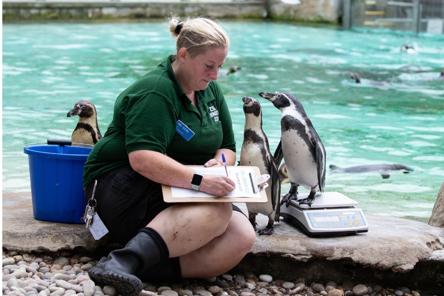 What do zookeepers really do? ZSL zookeeper sits down on pebbles surrounded by three humboldt penguins, one of which stands on weighing scales