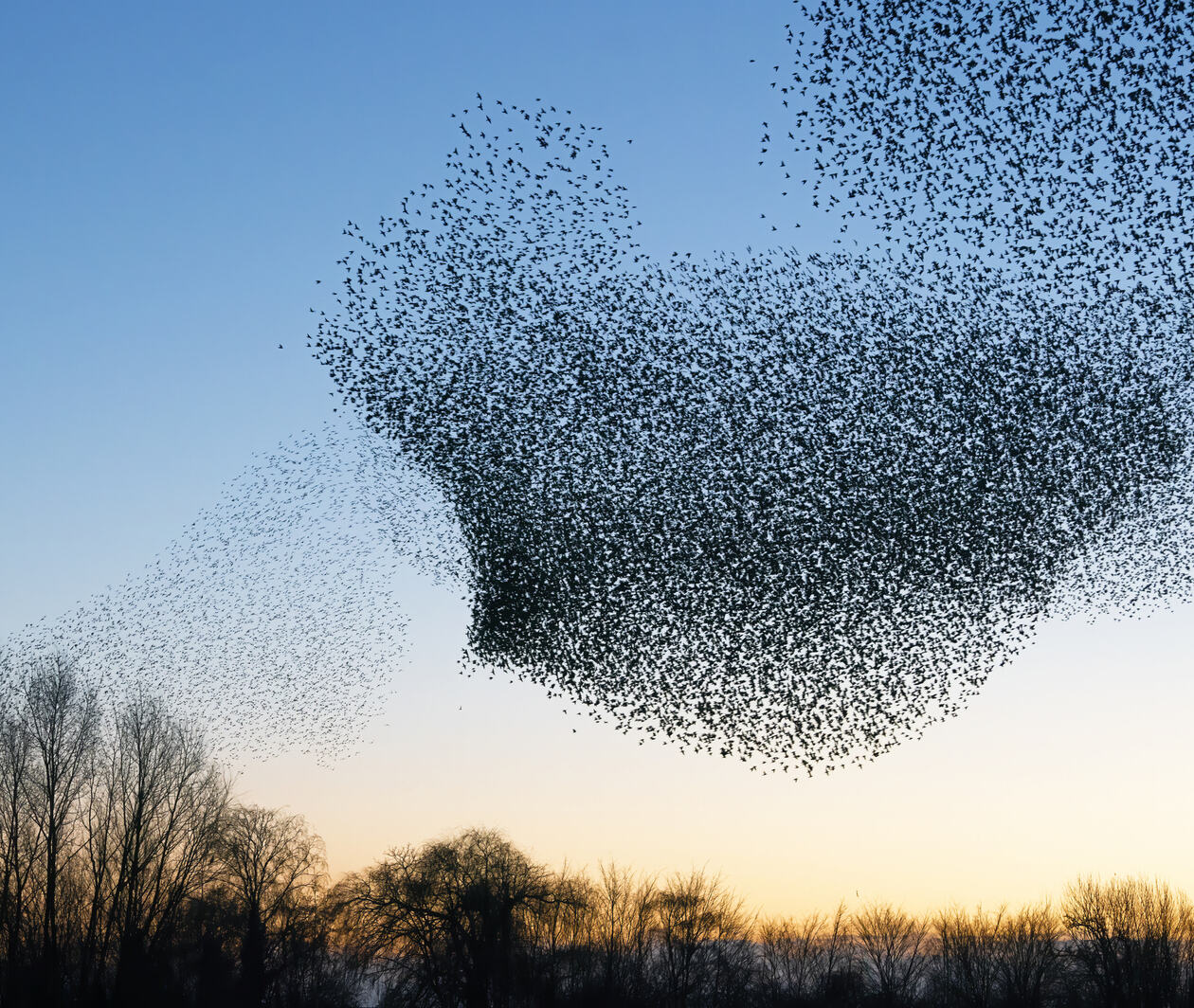 A murmeration of starlings