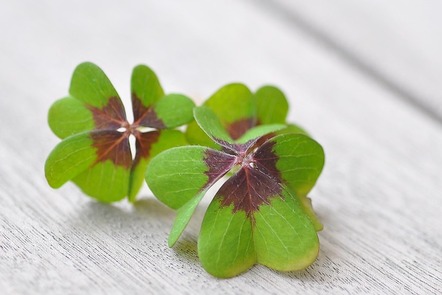 A pair of four-leafed clovers on some wood