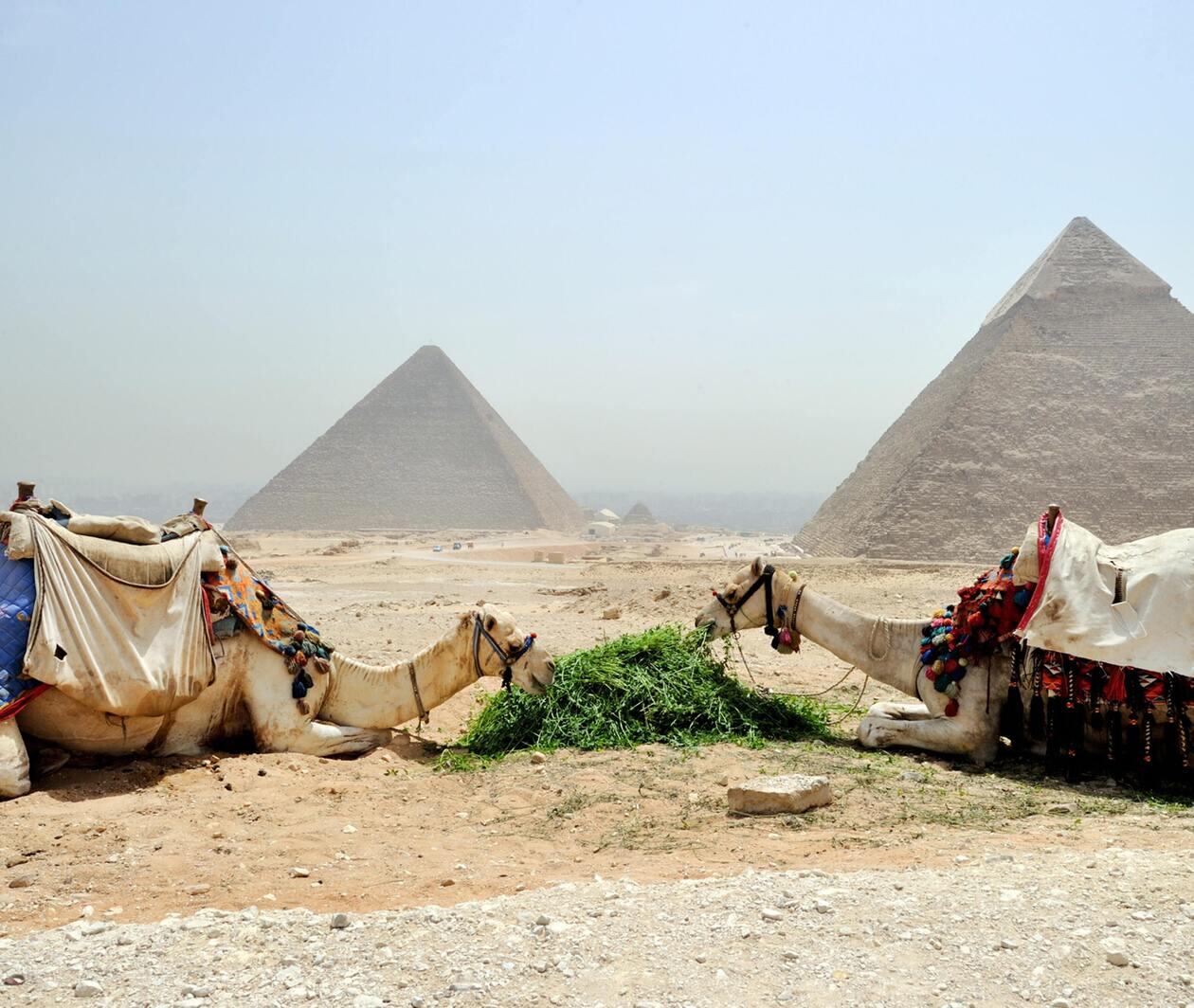 camels eating plants with pyramid backdrop