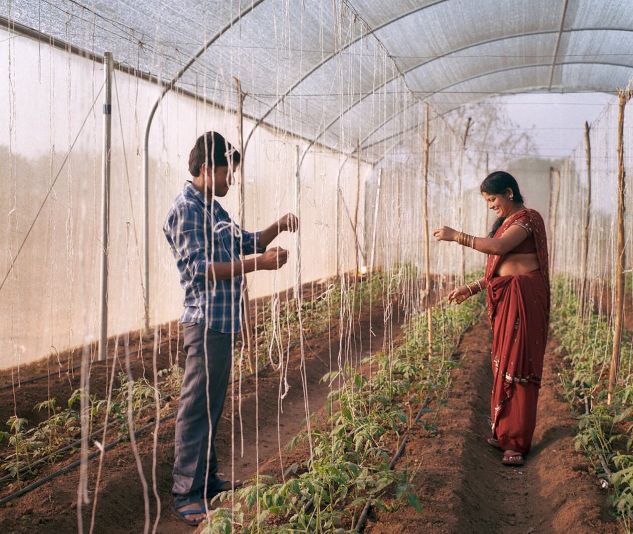 Two people working in a greehouse