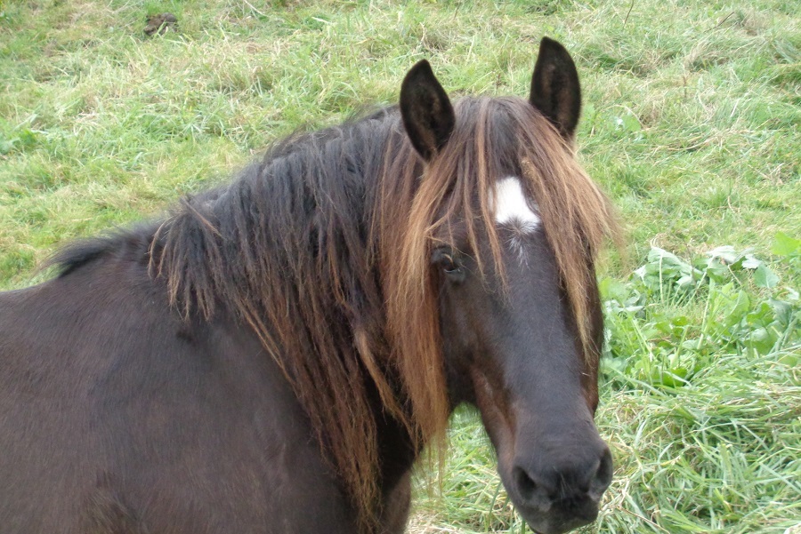 Inquisitive horse