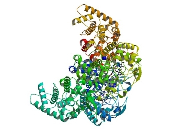 Un catalizador biológico en primer plano.