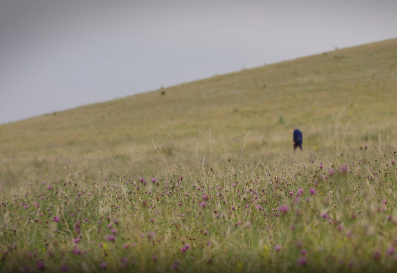 person on a hillside covered by meadow