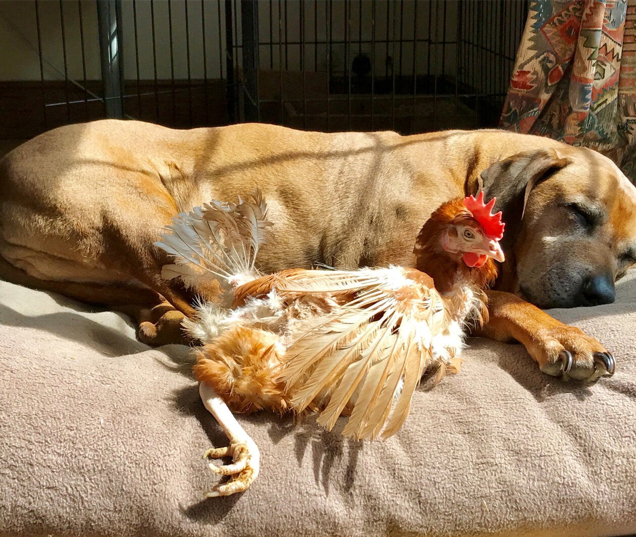 Closeup of a dog protecting an injured hen laying down on the sofa together.