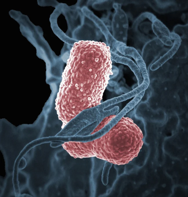 Человеческий нейтрофил, взаимодействующий с Klebsiella pneumoniae (розовый), бактерией с множественной лекарственной устойчивостью, которая вызывает тяжелые госпитальные инфекции.