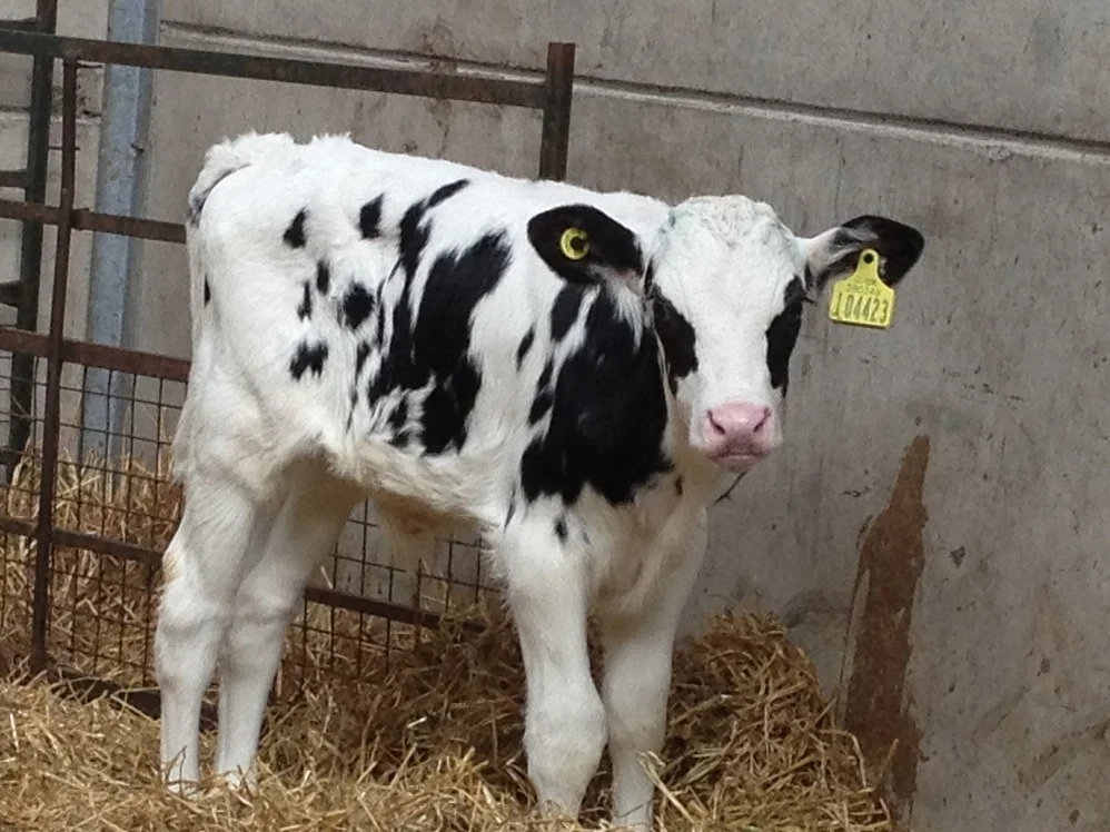 A photo of a holstein calf standing on it's own