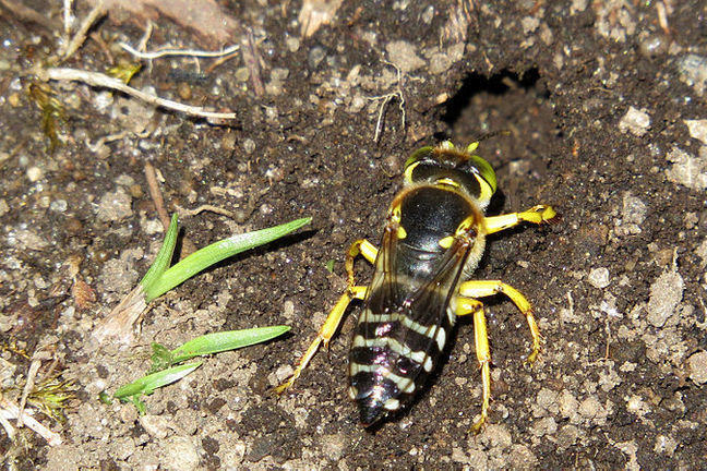Sand wasp