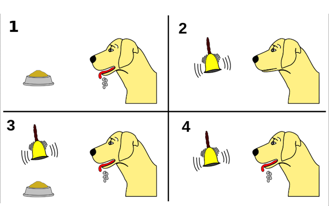 Diagram Ivan Pavlov's conditioning experiments with dogs