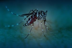 Close up of a mosquito on skin