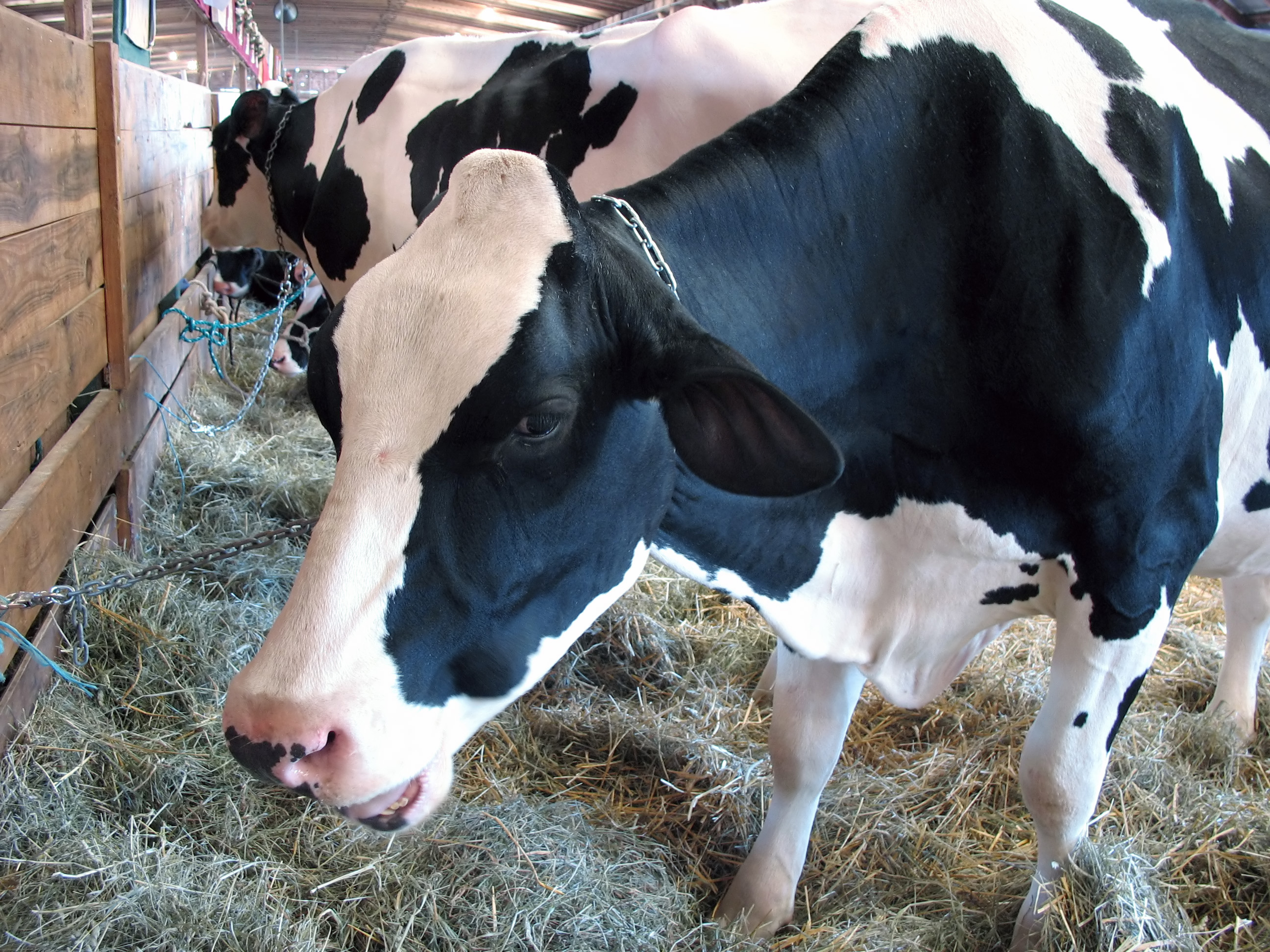 A closeup of a dairy cow eating hay in the barn - chewing his cud