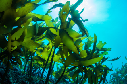 Seaweed inside the ocean  