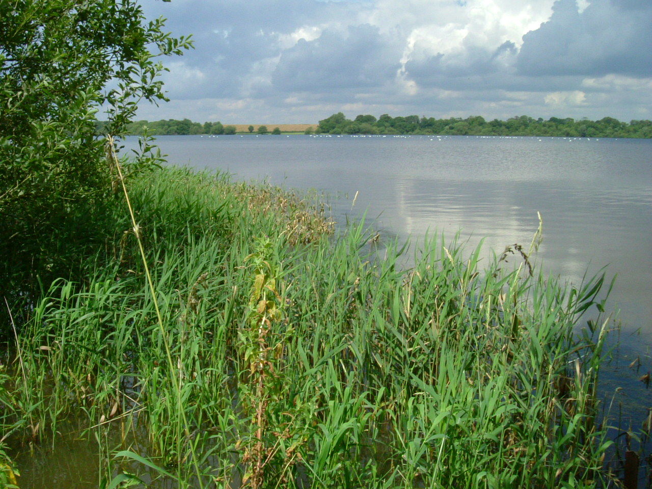 Reeds by a lake