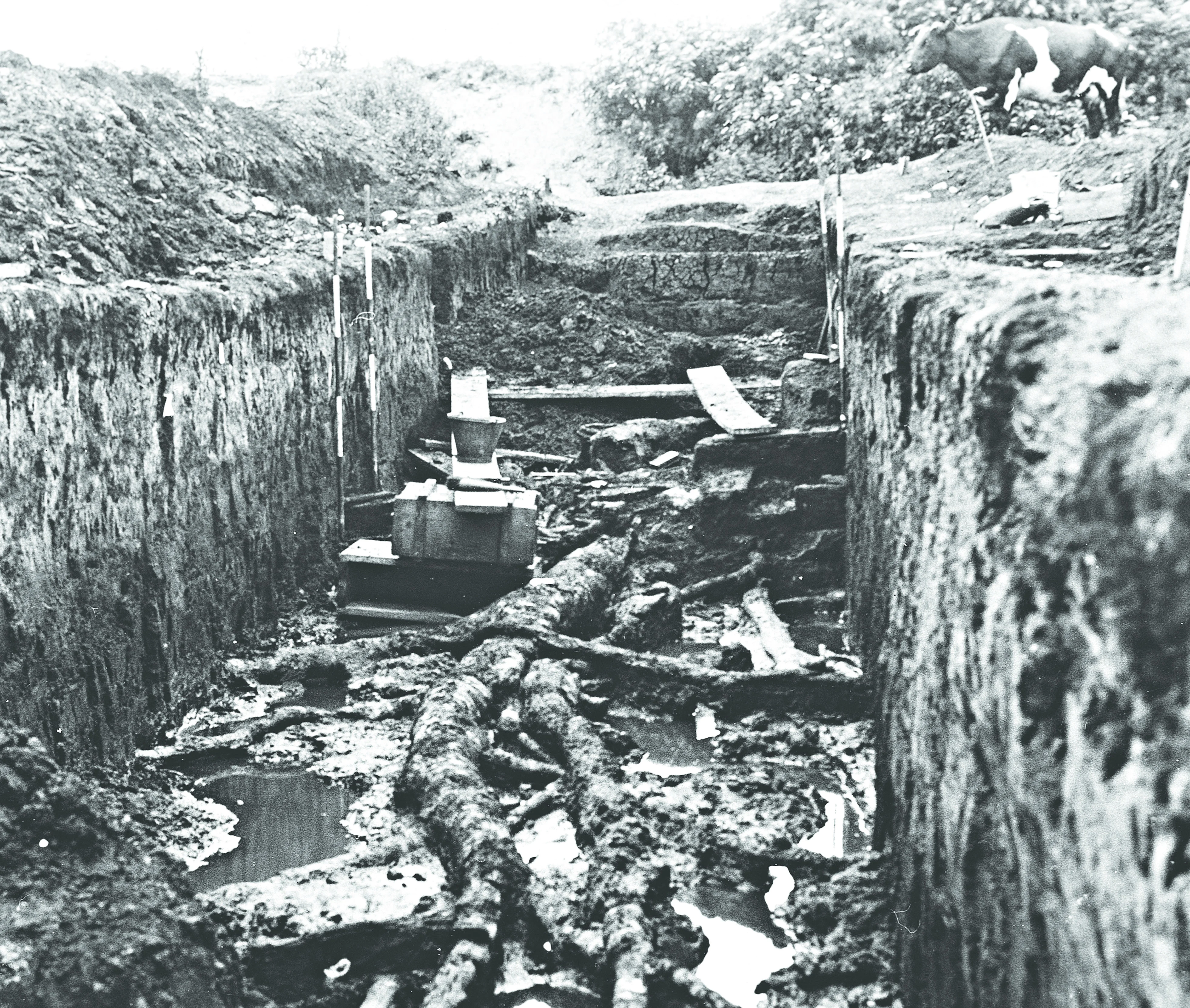 Early excavation at Star Carr with the birch tree in the trench and a cow on the side of the trench