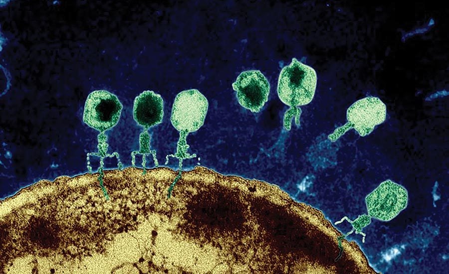 Bacteriophage particles (hexagon shaped with leg-like extensions) surrounding a bacteria cell.