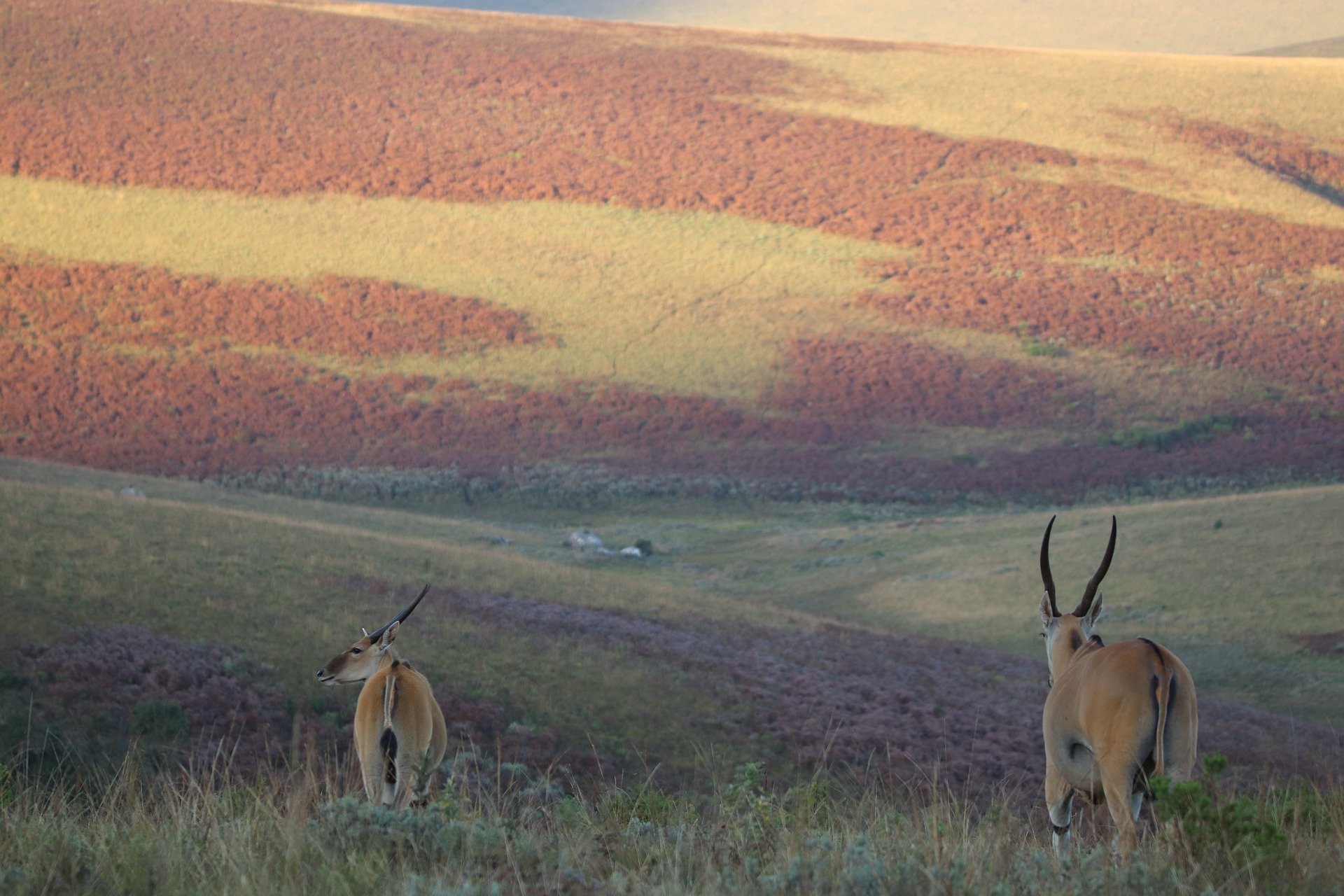 Animals in Nyika National Park