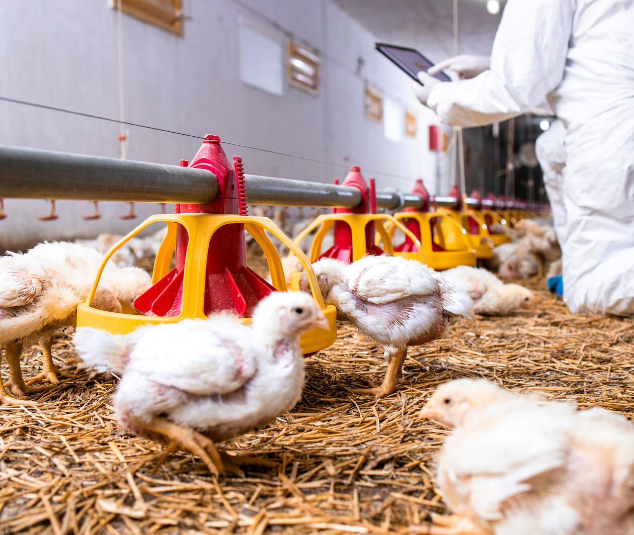 En esta imagen, puedes ver una vista previa del comienzo del ciclo de cría en la producción avícola. El veterinario de campo que supervisa la manada está tomando las medidas adecuadas de bioseguridad: esto es especialmente importante al inicio del ciclo.